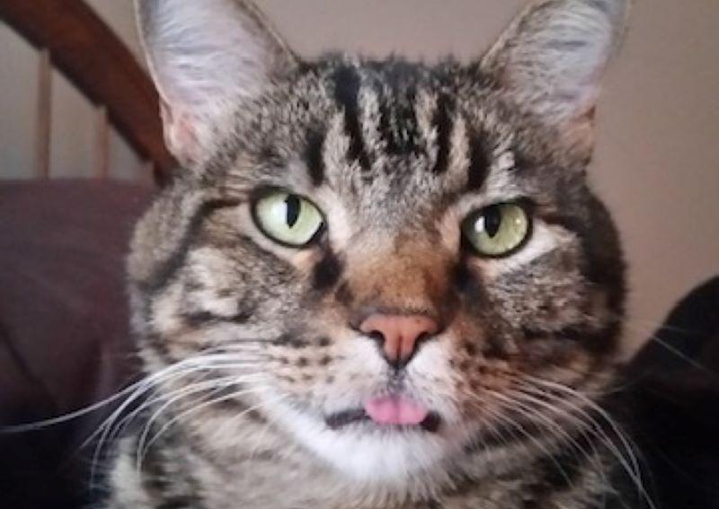 High Plains Veterinary Hospital Colorado Springs Veterinarians